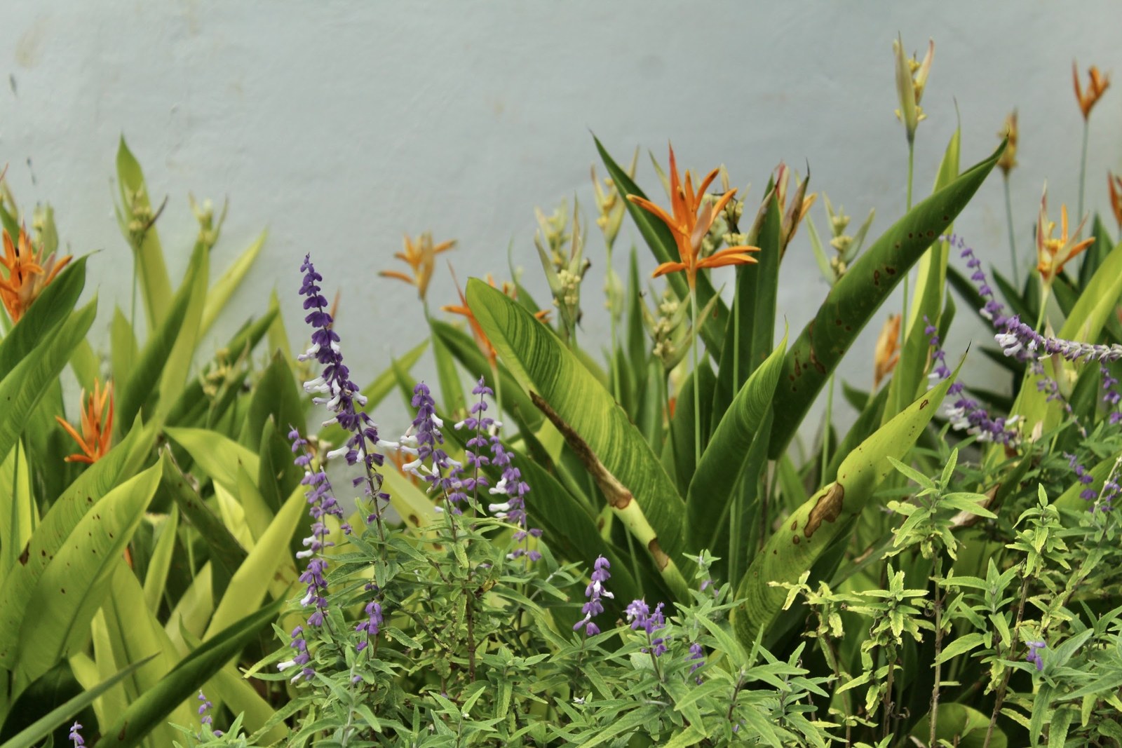Detalle de heliconias y salvias en flor