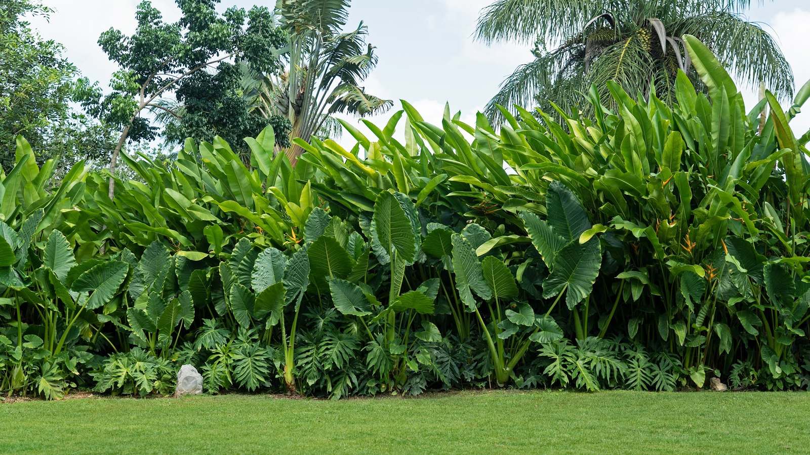 Jardín con heliconias y plantas de hojas grandes